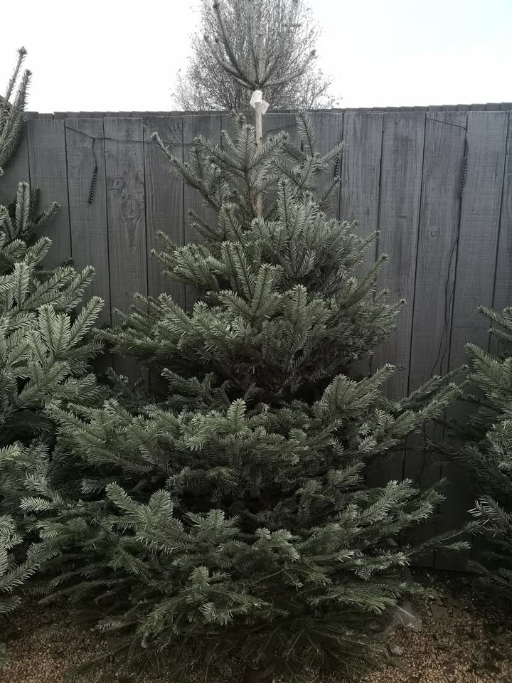 A Nordmann Fir Christmas tree for sale at Tower Road